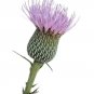 10 US seeds Nuttalls Thistle