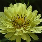 100 US seeds False Dandelion