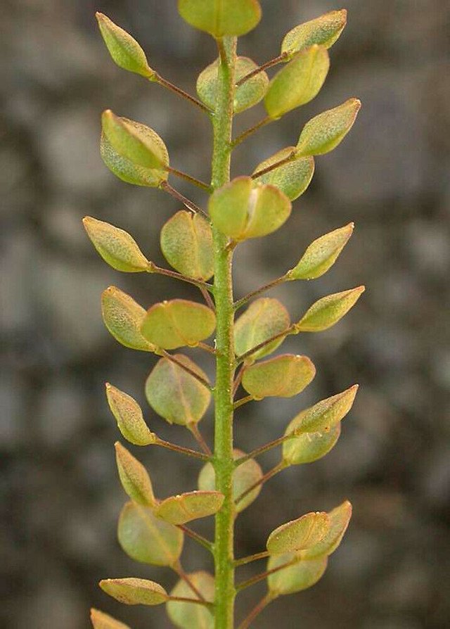 25 US seeds Pepperweed