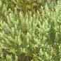 25 US seeds Pepperweed