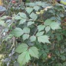 25 US seeds Peppervine