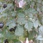25 US seeds Peppervine