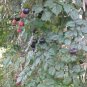 25 US seeds Peppervine