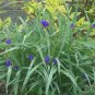 25 US seeds Spiderwort