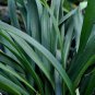 Liriope border grass ORNAMENTAL 100 US seeds