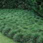 Liriope border grass ORNAMENTAL 100 US seeds