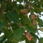 DELLICIOUS White Fig 30 US seeds