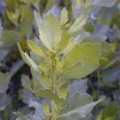 EXOTIC Baccharis 25 US seeds