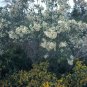 EXOTIC Baccharis 25 US seeds