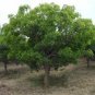 VERY RARE EXOTIC Judas Tree 10 US seeds