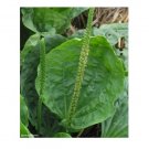 100 US seeds Broadleaf Plantain