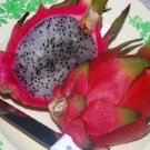50 US seeds Dragon Fruit