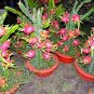 50 US seeds Dragon Fruit