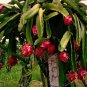 50 US seeds Dragon Fruit
