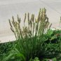 EXOTIC Buckhorn Plantain 20 US seeds