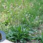 EXOTIC Buckhorn Plantain 20 US seeds