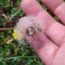 RARE Dandelion 200 US seeds