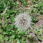 RARE Dandelion 200 US seeds