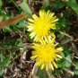 RARE Dandelion 200 US seeds