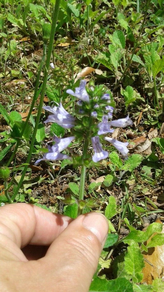 20 US seeds Marsh Woundwort