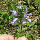 20 US seeds Marsh Woundwort