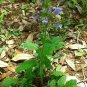 20 US seeds Marsh Woundwort