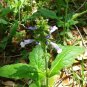 20 US seeds Marsh Woundwort