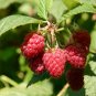 DELICIOUS Raspberry 1000 US seeds