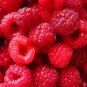 DELICIOUS Raspberry 1000 US seeds