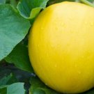 25 US seeds Yellow Honey Dew Melon