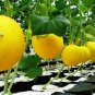 25 US seeds Yellow Honey Dew Melon
