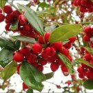 EXOTIC Holly Tree East Palatka 25 US seeds
