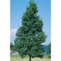 EXOTIC Holly Tree East Palatka 25 US seeds