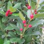 EXOTIC Holly Tree East Palatka 25 US seeds