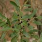 VERY RARE Inkberry Holly 10 US seeds