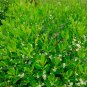 VERY RARE Inkberry Holly 10 US seeds