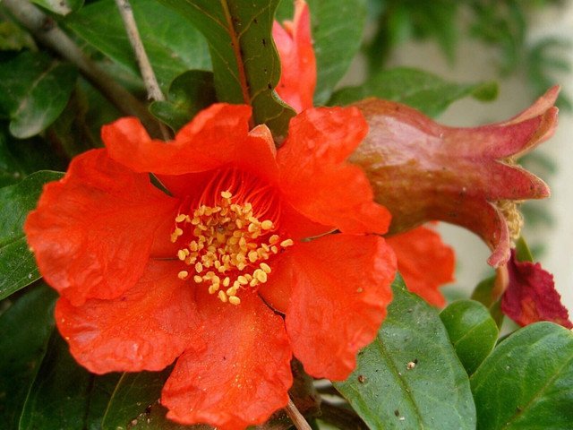 200 US seeds Pomegranate