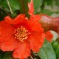 200 US seeds Pomegranate