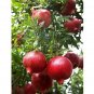 200 US seeds Pomegranate
