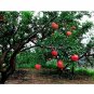 200 US seeds Pomegranate