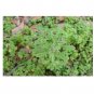 100 US seeds Wandering Cudweed