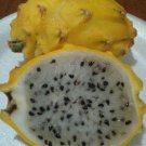 DELICIOUS Dragon Fruit Yellow 20 US seeds