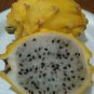 DELICIOUS Dragon Fruit Yellow 20 US seeds