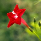BEAUTIFUL Cypress Vine Red 10 US seeds