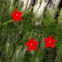 BEAUTIFUL Cypress Vine Red 10 US seeds
