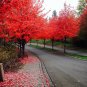 40 US SEEDS FAST GROWING TREE Red Maple Acer rubrum