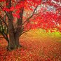 40 US SEEDS FAST GROWING TREE Red Maple Acer rubrum