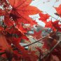 40 US SEEDS FAST GROWING TREE Red Maple Acer rubrum