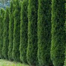 50 US SEEDS TREE Thuja occidentalis White Cedar Arborvitae Hedge Row FAST