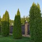 50 US SEEDS TREE Thuja occidentalis White Cedar Arborvitae Hedge Row FAST